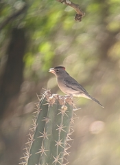 Coryphospingus pileatus