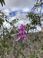 Lathyrus vestitus alefeldii