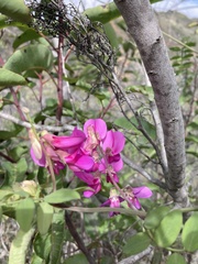 Lathyrus vestitus alefeldii