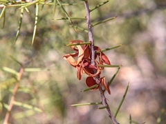 Acacia colletioides