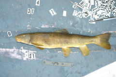 Pantosteus discobolus