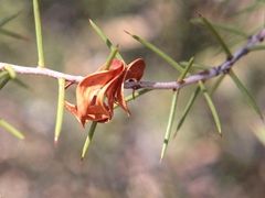 Acacia colletioides