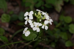 Cardamine bulbosa