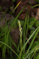 Carex bromoides