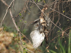 Glaucidium cuculoides