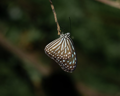 Ideopsis vulgaris
