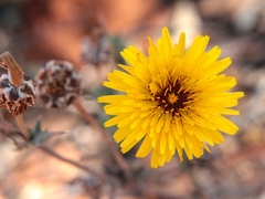 Reichardia tingitana