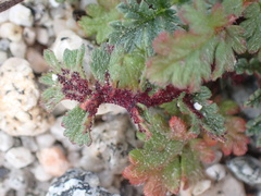 Synchytrium papillatum