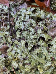 Conocephalum conicum