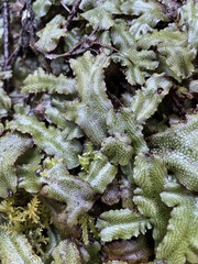 Conocephalum conicum