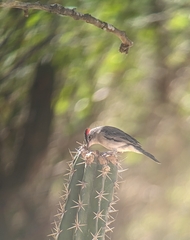 Coryphospingus pileatus