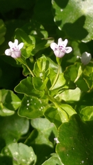 Clinopodium brownei