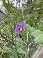 Solanum parishii