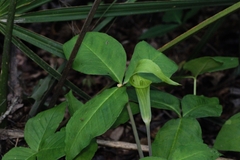 Arisaema acuminatum