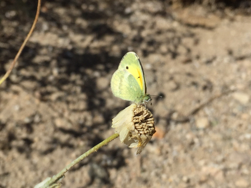 Dainty Sulphur, 6960–7030 Utah Trl, Twentynine Palms, CA, US, photo 10 of 10