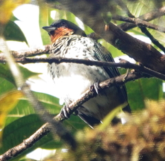 Ixothraupis rufigula