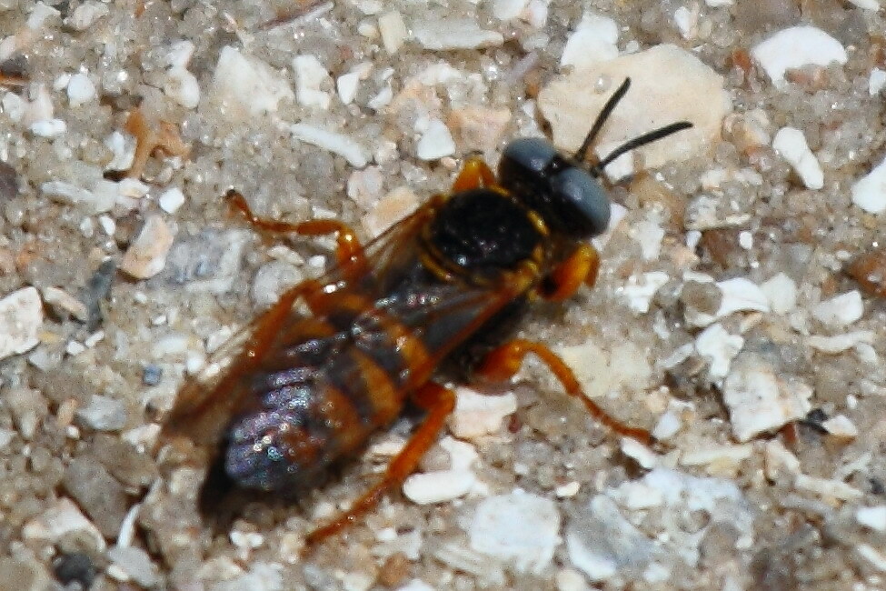 Песочная оса Palarus variegatus