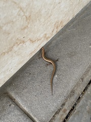 Scincella formosensis