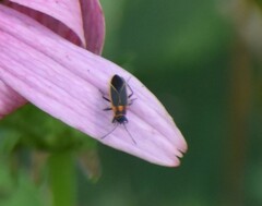 Ochrimnus lineoloides