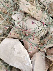 Thamnosma texana