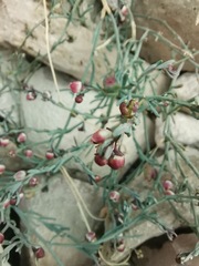 Thamnosma texana