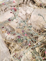 Thamnosma texana