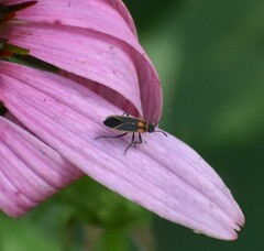 Ochrimnus lineoloides