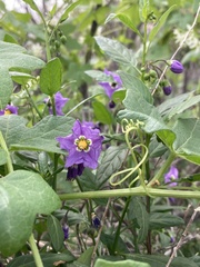 Solanum parishii