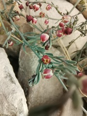 Thamnosma texana
