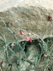 Thamnosma texana