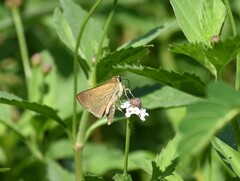 Polites themistocles