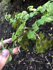 Ribes californicum