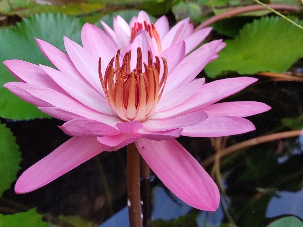 Nymphaea × rosea
