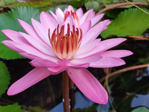 Nymphaea × rosea