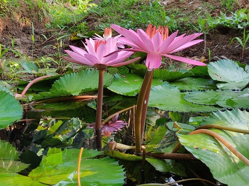 Nymphaea × rosea