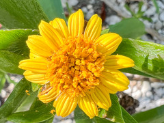 Borrichia arborescens