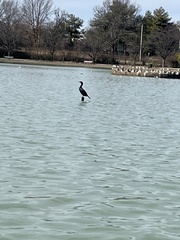 Phalacrocorax