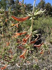 Anisacanthus thurberi