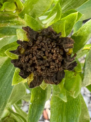 Borrichia arborescens
