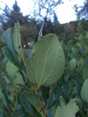 Ceanothus velutinus