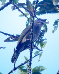 Chlorothraupis stolzmanni dugandi