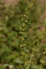 Rumex pulcher