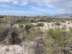 Lepidospartum squamatum