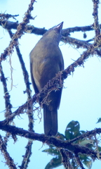 Chlorothraupis stolzmanni dugandi