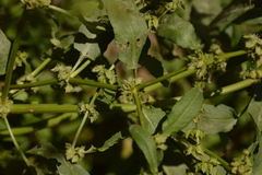 Rumex pulcher