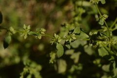 Rumex pulcher