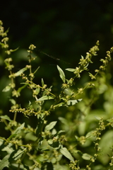 Rumex pulcher