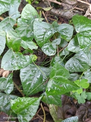 Zehneria japonica