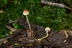 Hypholoma