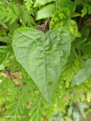 Zehneria japonica